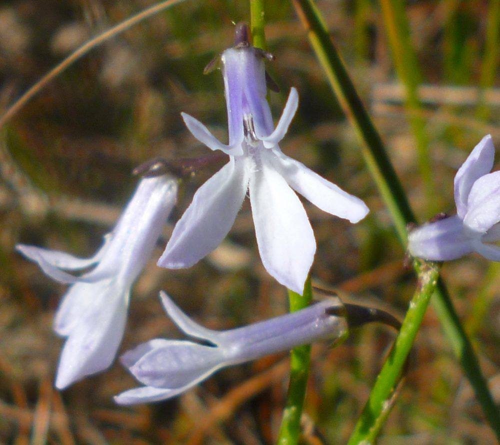 Waterlobelia